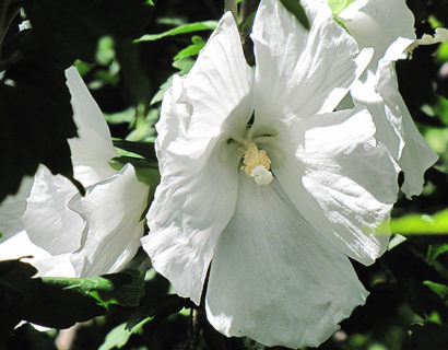 Hibiscus syriacus ‘William R. Smith’ op stam - altheastruik, heemstroos