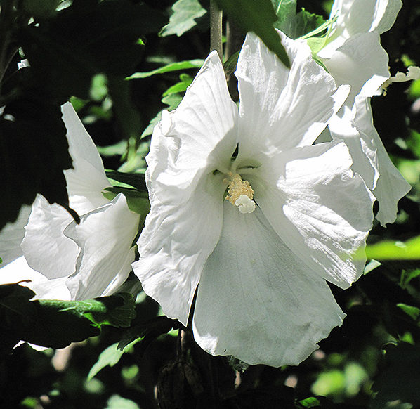 Hibiscus syriacus ‘William R. Smith’ op stam - altheastruik, heemstroos