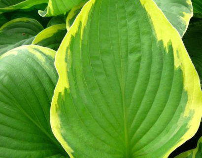 Hosta fortunei ‘Aureomarginata’ (grote pot)