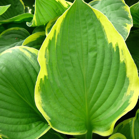 Hosta fortunei ‘Aureomarginata’ (grote pot) - hartlelie