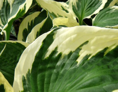 Hosta ‘Patriot’