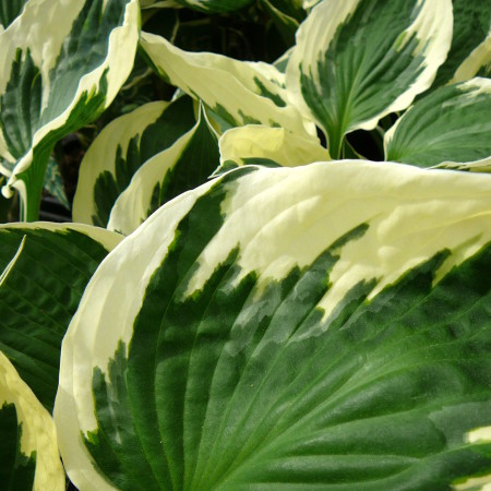 Hosta ‘Patriot’ - hartlelie