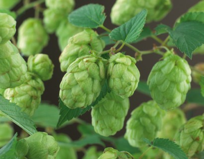 Humulus lupulus - hop