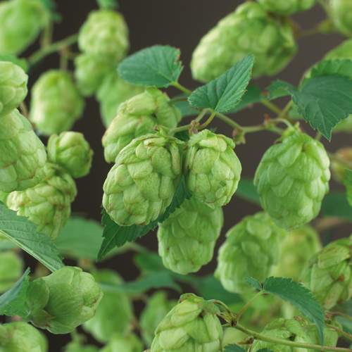 Humulus lupulus - hop