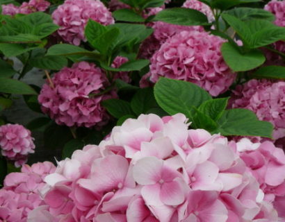 Hydrangea macrophylla ‘King George V’ - hortensia