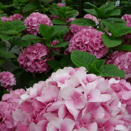 Hydrangea macrophylla ‘King George V’ - hortensia