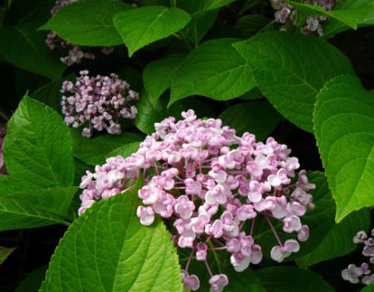 Hydrangea macrophylla ‘Ayesha’ roze - hortensia