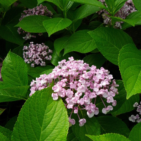 Hydrangea macrophylla ‘Ayesha’ roze - hortensia