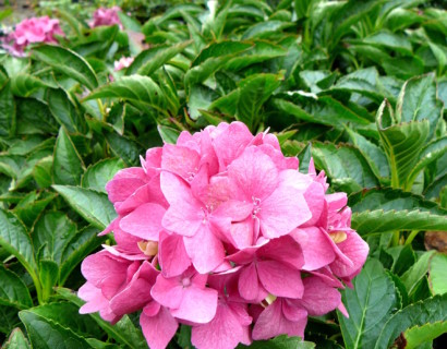 Hydrangea macrophylla ‘Pia’ - hortensia
