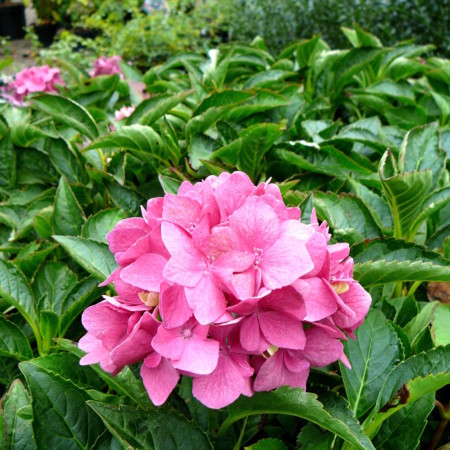 Hydrangea macrophylla ‘Pia’ - hortensia