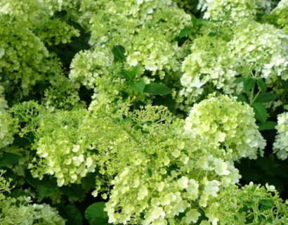 Hydrangea paniculata ‘Bobo’ - pluimhortensia