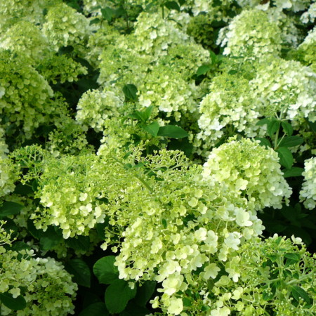 Hydrangea paniculata ‘Bobo’ - pluimhortensia