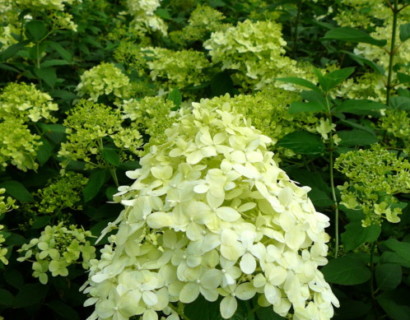 Hydrangea paniculata ‘Limelight’ - schapenkop-hortensia