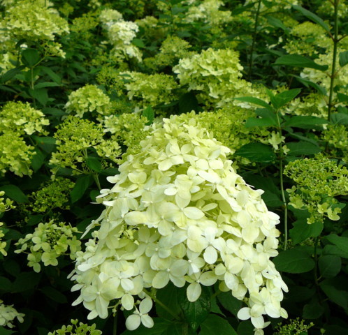 Hydrangea paniculata ‘Limelight’ - schapenkop-hortensia