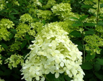 Hydrangea paniculata ‘Limelight’ pot 2 liter