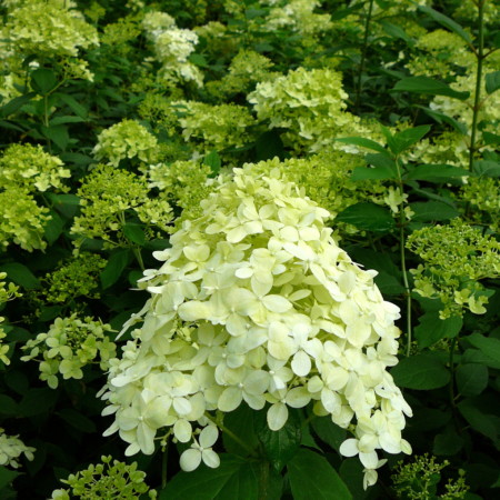 Hydrangea paniculata ‘Limelight’ pot 2 liter