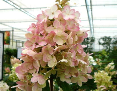 Hydrangea paniculata 'Pinky Winky' pot halfstam