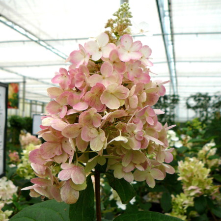 Hydrangea paniculata ‘Pinky Winky’ pot halfstam