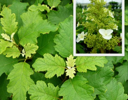 Hydrangea quercifolia stam - eikenbladhortensia