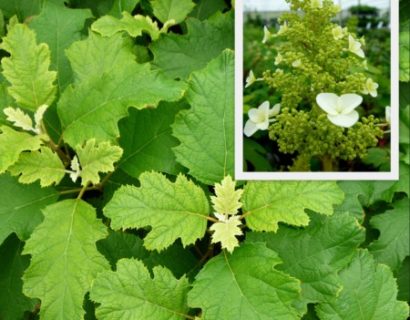 Hydrangea quercifolia stam