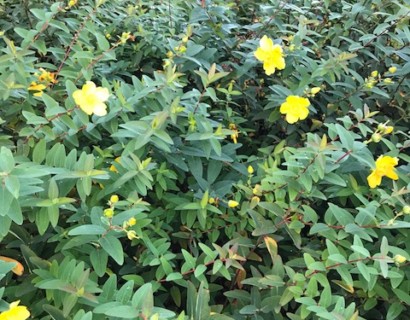 Hypericum ‘Hidcote’ - hertshooi