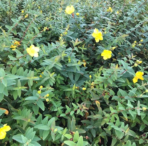 Hypericum ‘Hidcote’ - hertshooi