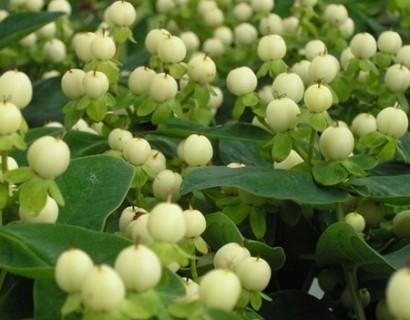 Hypericum inodorum ‘Magical White’ - hertshooi