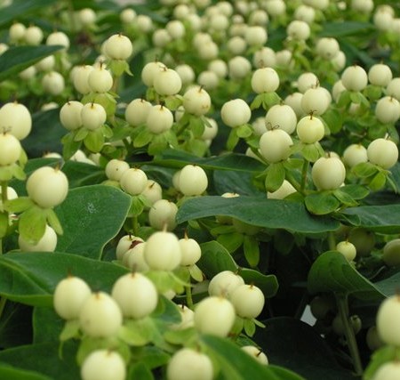 Hypericum inodorum ‘Magical White’ - hertshooi