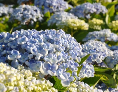 Hydrangea macrophylla ‘Ayesha’