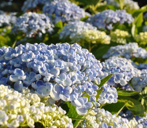 Hydrangea macrophylla ‘Ayesha’ - hortensia