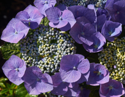 Hortensia snoeien. Hoe snoei ik mijn Hydrangea ‘Annabelle’, paniculata, macrophylla?