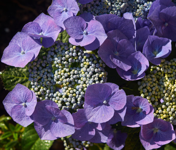 Hydrangea macrophylla ‘Blaumeise’ - hortensia