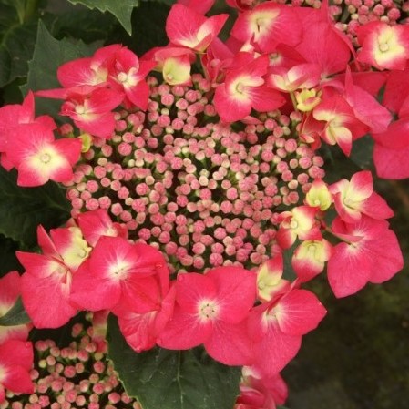 Hydrangea macrophylla ‘Kardinal’ - hortensia