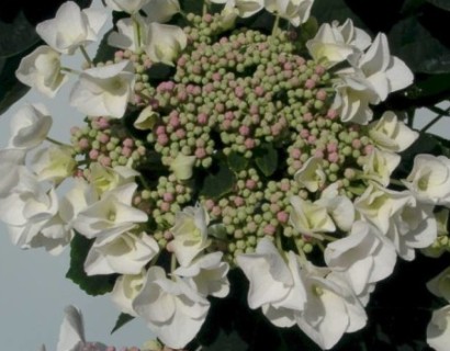 Hydrangea macrophylla ‘Libelle’ - hortensia