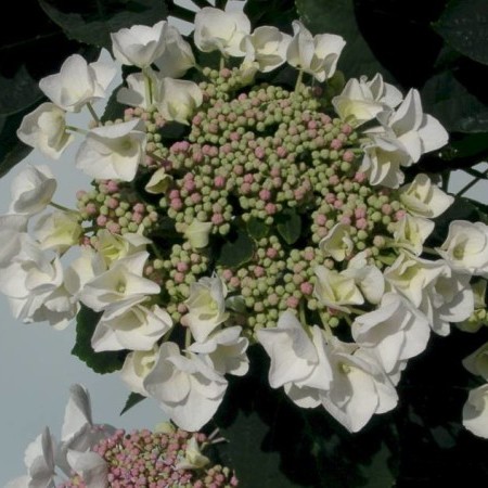 Hydrangea macrophylla ‘Libelle’ - hortensia