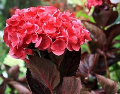 Hydrangea macrophylla ‘Merveille Sanguine’ - hortensia