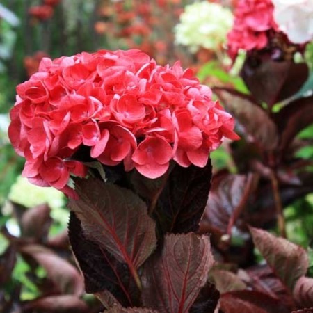 Hydrangea macrophylla ‘Merveille Sanguine’ - hortensia