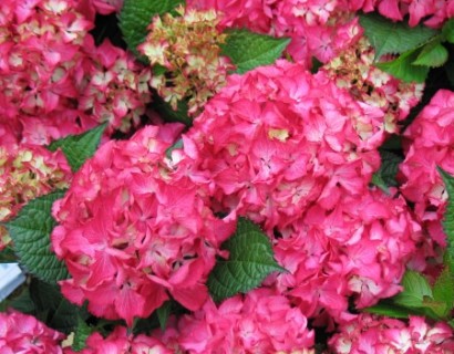 Hydrangea macrophylla ‘Selma’ - hortensia