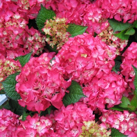 Hydrangea macrophylla ‘Selma’ - hortensia