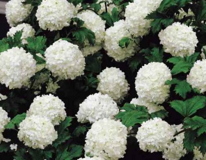 Hydrangea macrophylla ‘Sneeuwbal’ - hortensia