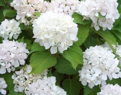 Hydrangea macrophylla ‘Soeur Thérèse’ - hortensia