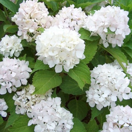 Hydrangea macrophylla ‘Soeur Thérèse’ - hortensia