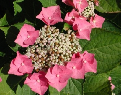 Hydrangea macrophylla ‘Taube’