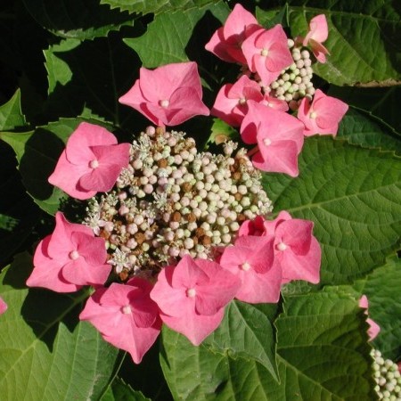 Hydrangea macrophylla ‘Taube’ - hortensia