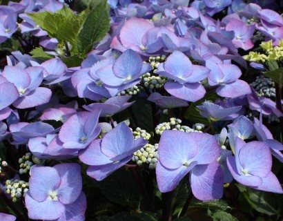 Hydrangea macrophylla ‘Zorro’ blauw - hortensia