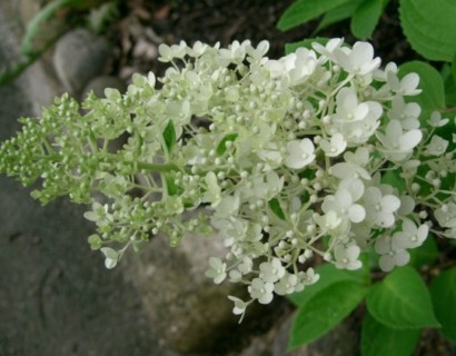 Hydrangea paniculata ‘Grandiflora’ op stam - schapenkop-hortensia