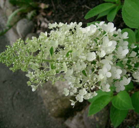 Hydrangea paniculata ‘Grandiflora’ op stam - schapenkop-hortensia