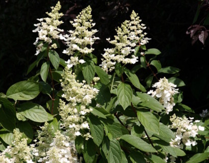 Hydrangea paniculata ‘Kyushu’ op stam - pluimhortensia