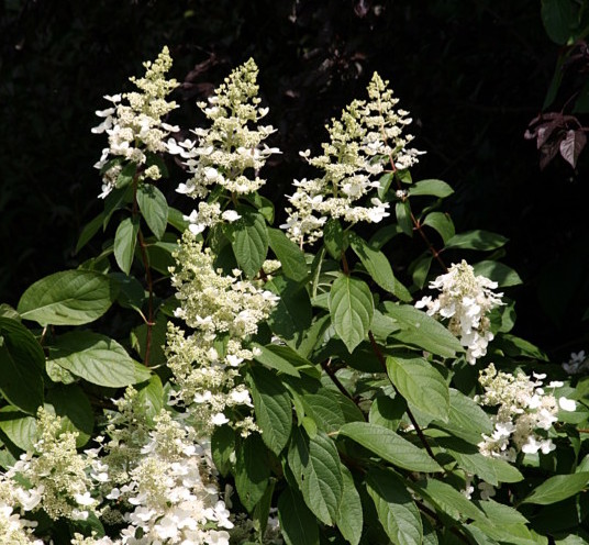 Hydrangea paniculata ‘Kyushu’ op stam - pluimhortensia