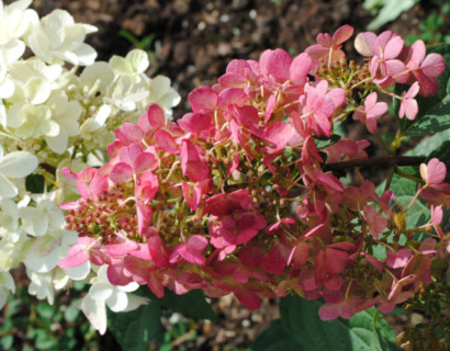 Hydrangea paniculata ‘Pinky Winky’ op stam